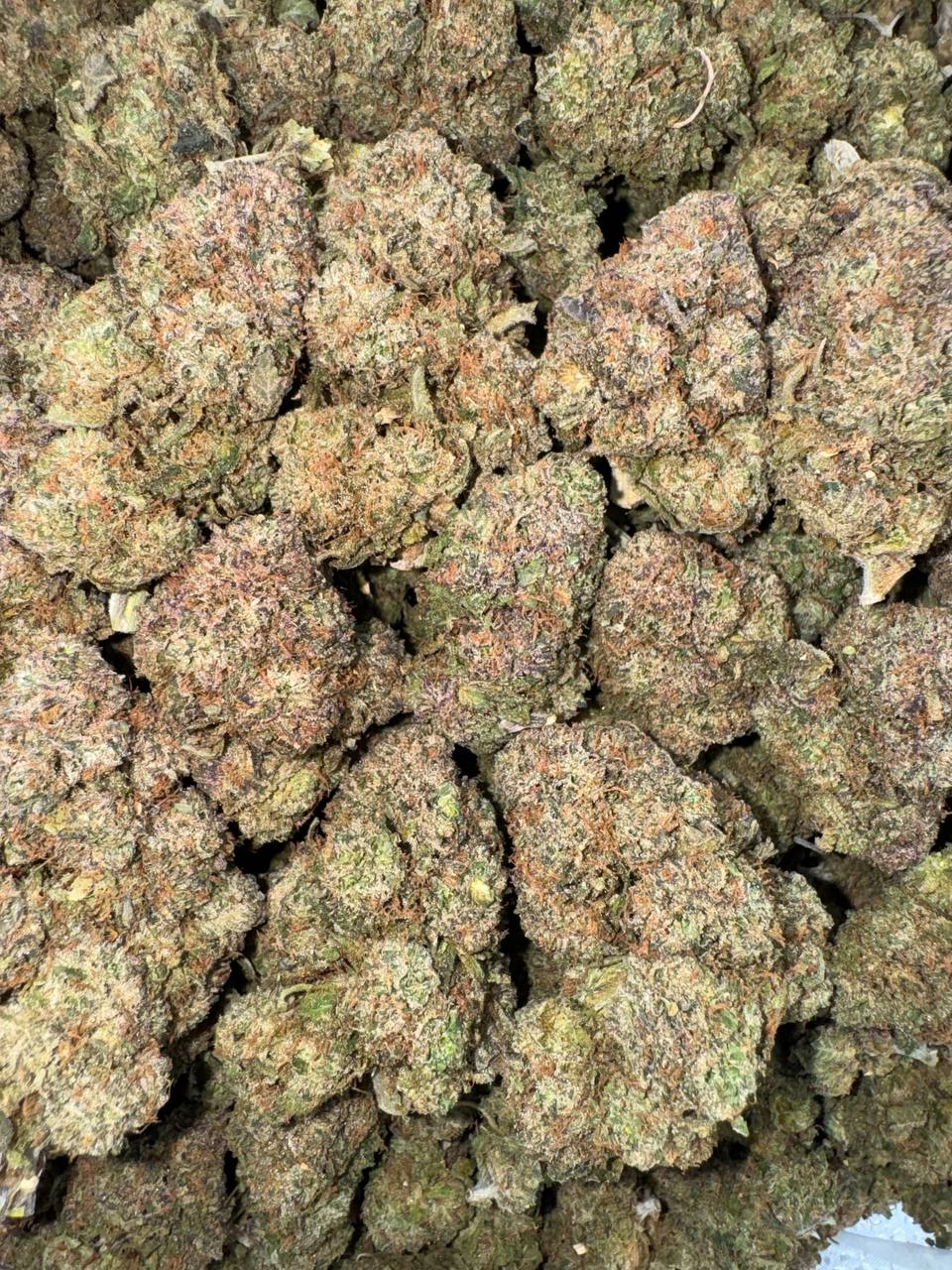 Gobstopper 🍭🍬💣